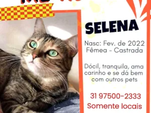 Gato raça SRD-ViraLata idade 3 anos nome SELENA