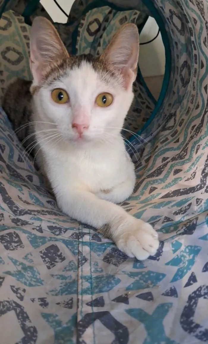 Gato ra a SRD-ViraLata idade 7 a 11 meses nome LIA