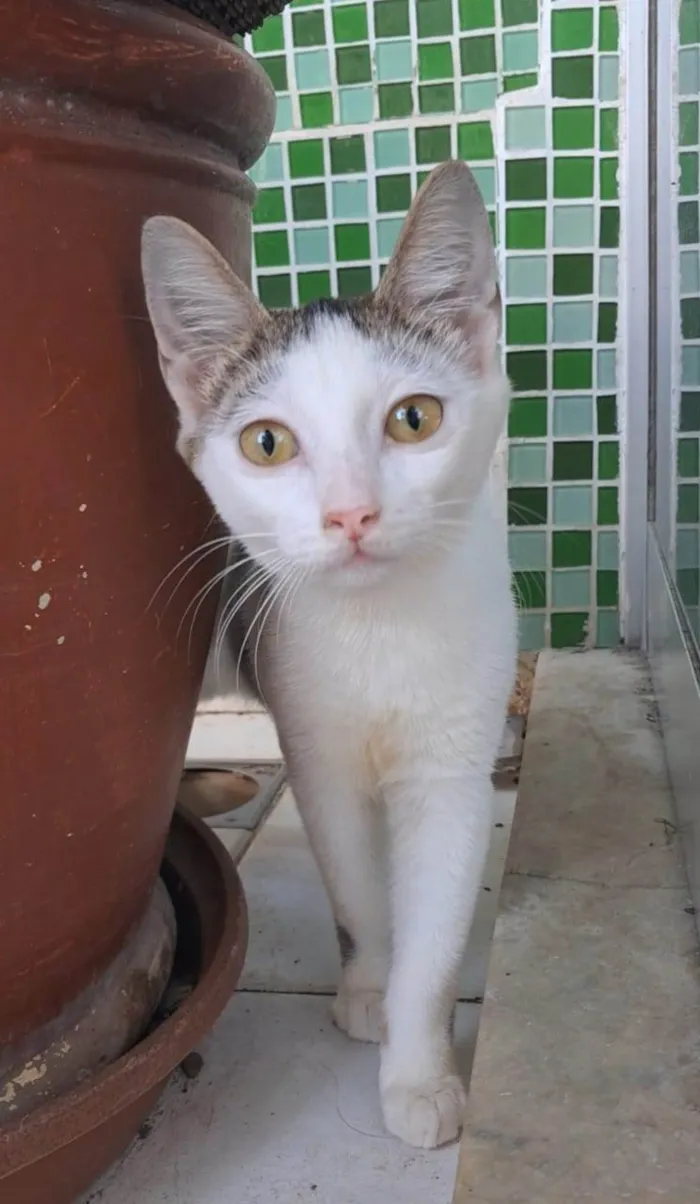 Gato ra a SRD-ViraLata idade 7 a 11 meses nome LIA