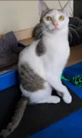 LIA