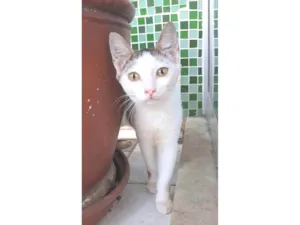 Gato raça SRD-ViraLata idade 7 a 11 meses nome LIA