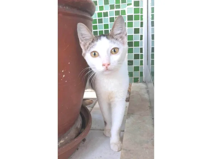 Gato ra a SRD-ViraLata idade 7 a 11 meses nome LIA