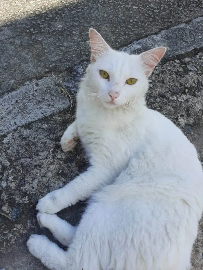 Gato ra a SRD-ViraLata idade 5 anos nome Chanel