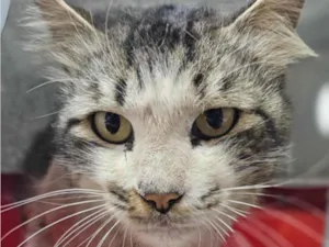 Gato raça SRD-ViraLata idade 7 a 11 meses nome Bento 