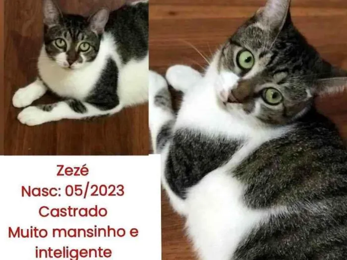 Gato ra a SRD-ViraLata idade 2 anos nome ZEZE