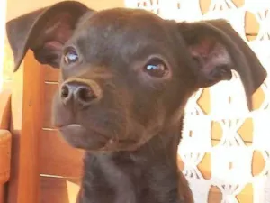 Cachorro raça SRD-ViraLata idade 2 a 6 meses nome Eloá