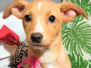 Cachorro raça SRD-ViraLata idade 2 a 6 meses nome Peninha 