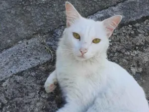 Gato raça SRD-ViraLata idade 5 anos nome Chanel