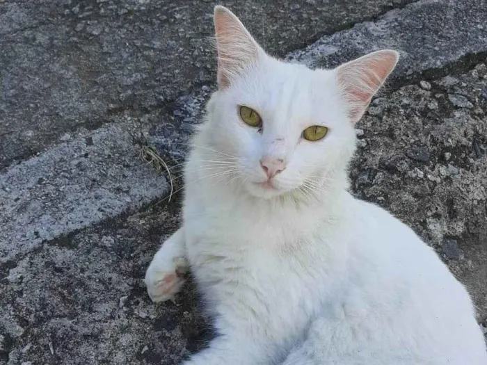 Gato ra a SRD-ViraLata idade 5 anos nome Chanel