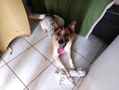 Cachorro raça SRD-ViraLata idade 3 anos nome Flint