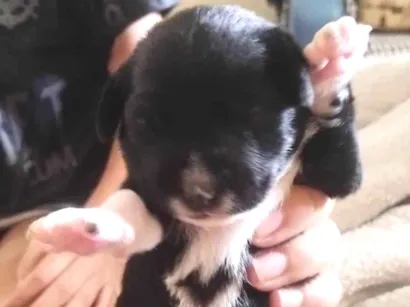 Cachorro raça Labrador idade Abaixo de 2 meses nome Não tem nomes ainda