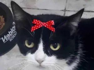 Gato raça SRD-ViraLata idade 1 ano nome Minnie 