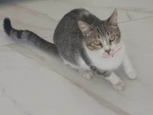 Gato raça SRD-ViraLata idade 1 ano nome Bella