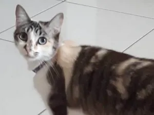 Gato raça SRD-ViraLata idade 6 ou mais anos nome Tulipa