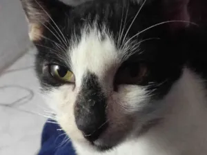 Gato raça SRD-ViraLata idade 7 a 11 meses nome Theo