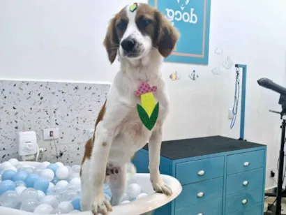 Cachorro raça SRD-ViraLata idade 7 a 11 meses nome BOB