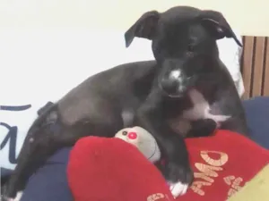 Cachorro raça SRD-ViraLata idade 2 a 6 meses nome Amora