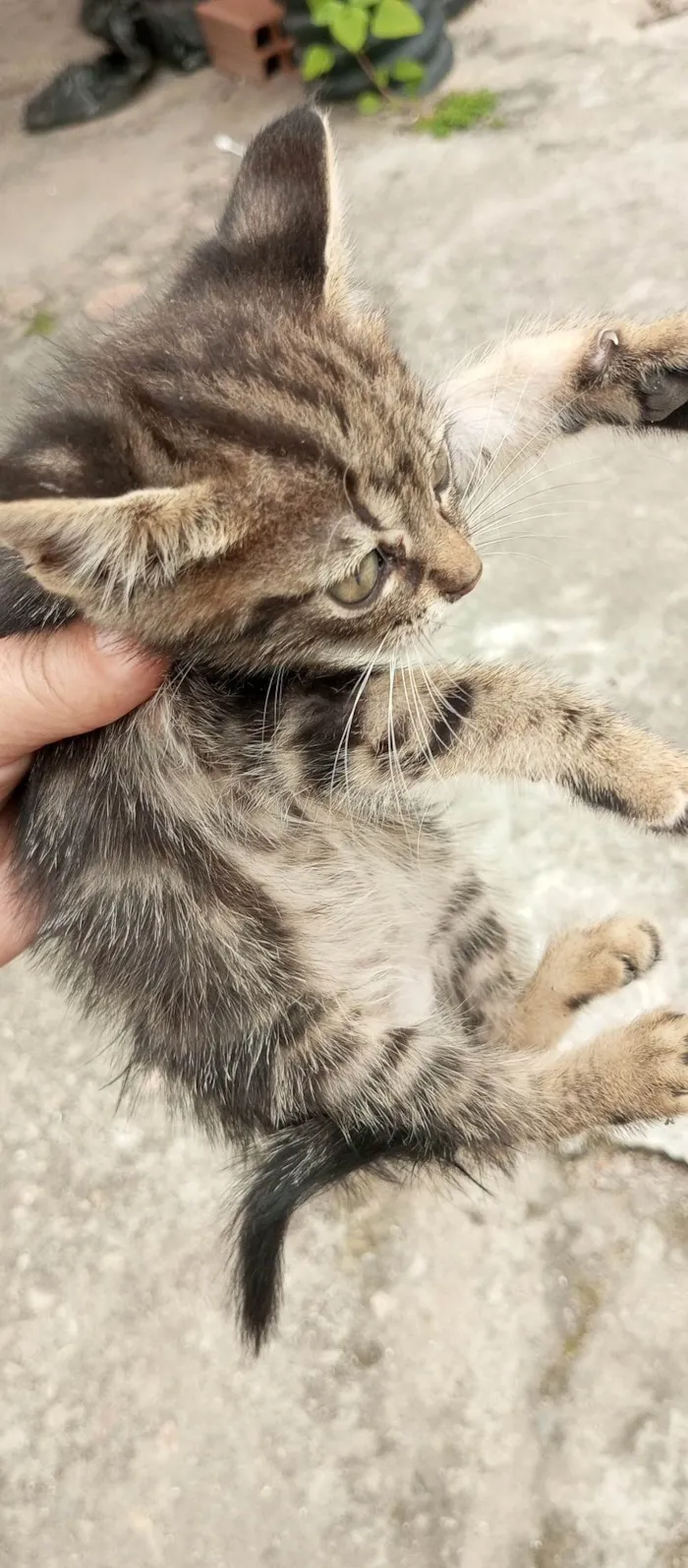 Gato ra a SRD-ViraLata idade 2 a 6 meses nome Gatinhos