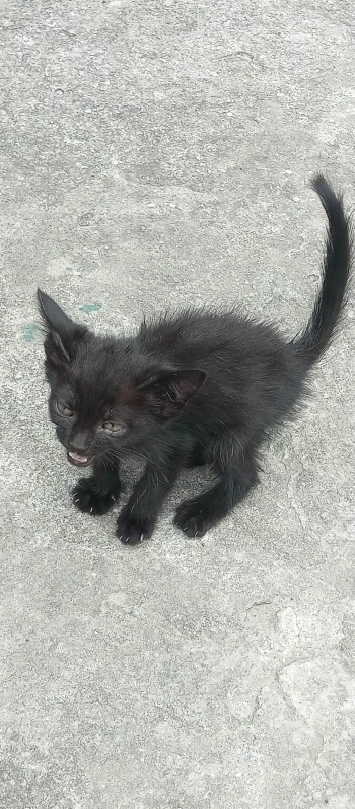 Gato ra a SRD-ViraLata idade 2 a 6 meses nome Gatinhos