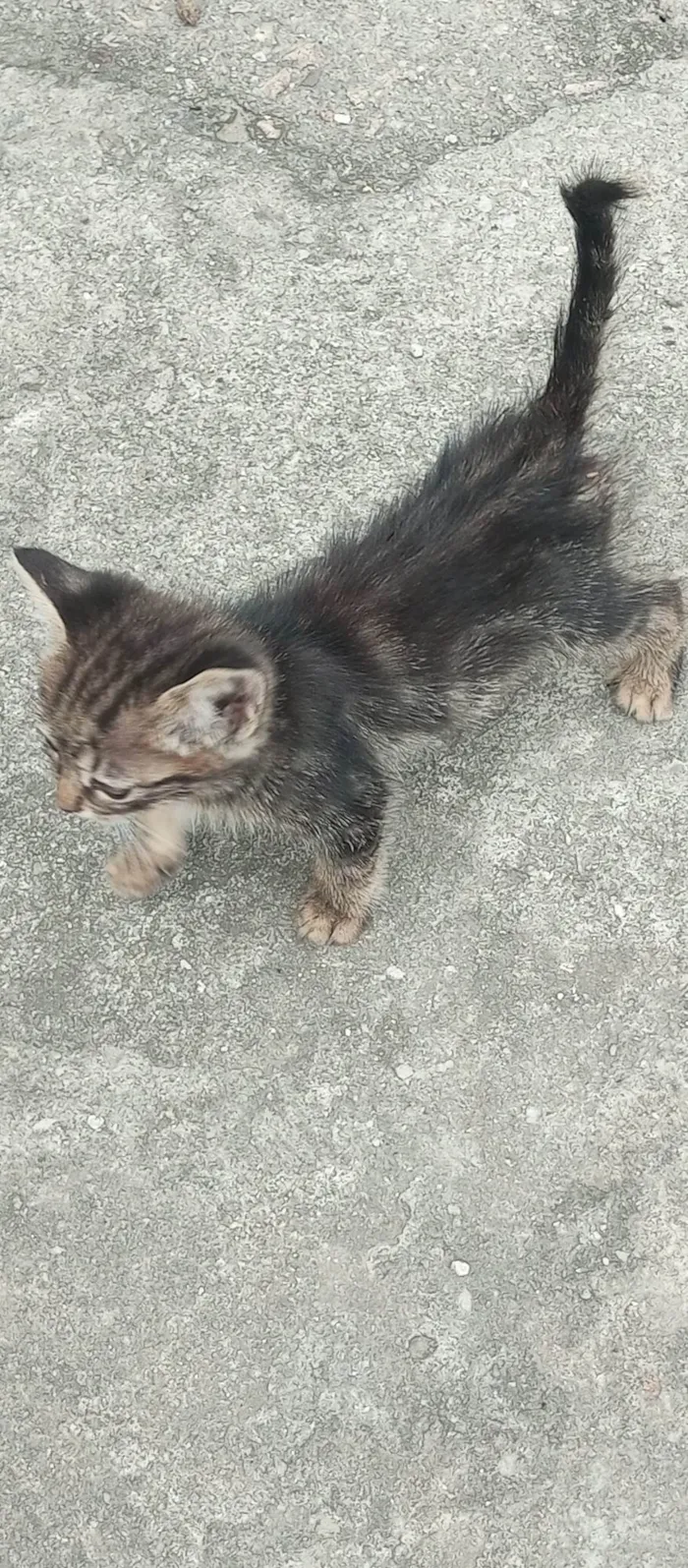 Gato ra a SRD-ViraLata idade 2 a 6 meses nome Gatinhos