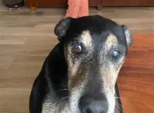 Cachorro raça SRD-ViraLata idade 5 anos nome Ze Adelio