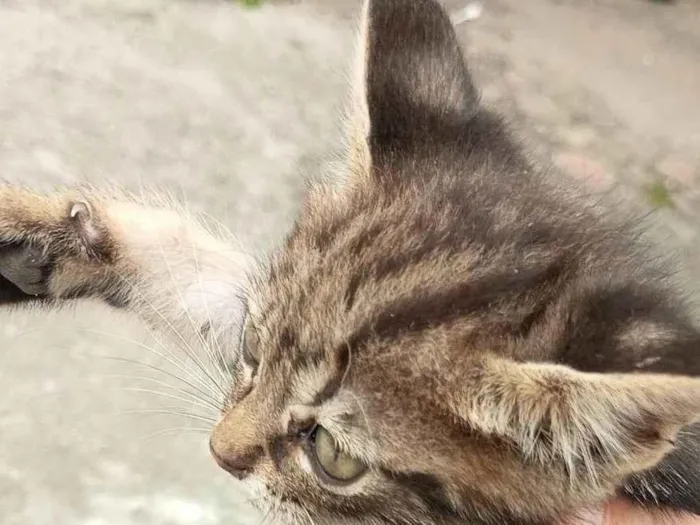 Gato ra a SRD-ViraLata idade 2 a 6 meses nome Gatinhos