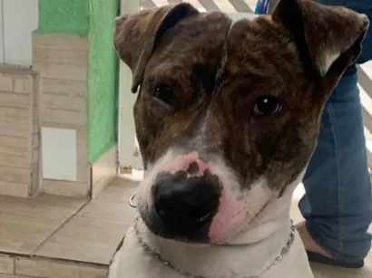 Cachorro raça Pit-Bull idade 1 ano nome Thor 