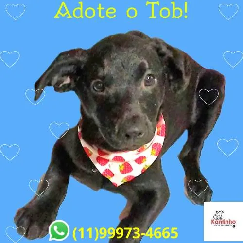 Cachorro ra a SRD-ViraLata idade 2 a 6 meses nome Tob