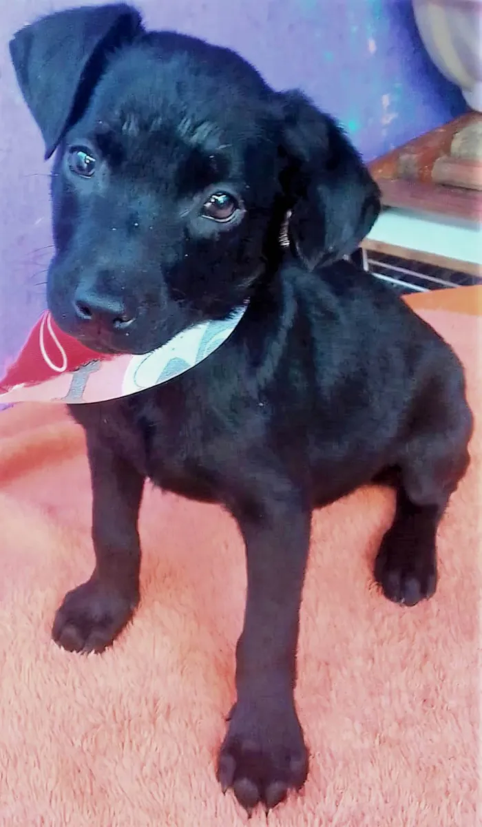 Cachorro ra a SRD-ViraLata idade 2 a 6 meses nome Tob