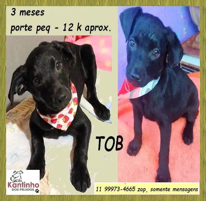 Cachorro ra a SRD-ViraLata idade 2 a 6 meses nome Tob