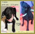 Tob