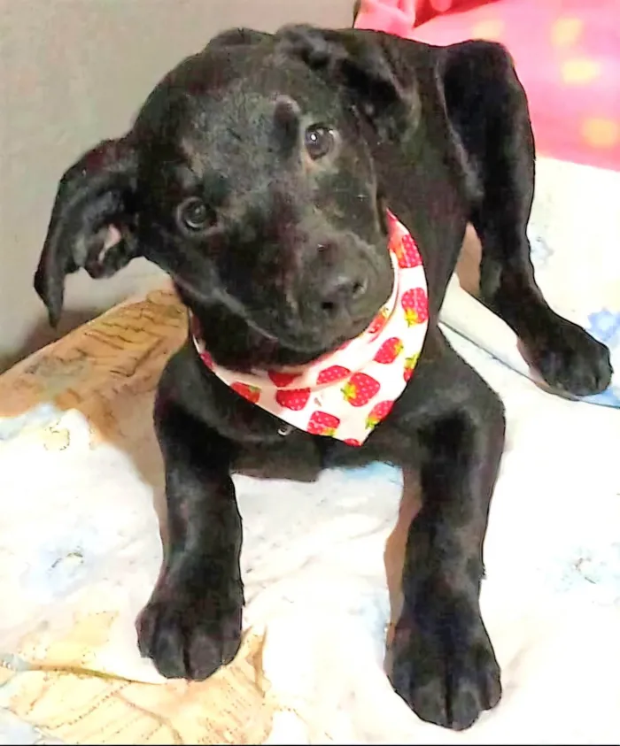 Cachorro ra a SRD-ViraLata idade 2 a 6 meses nome Tob
