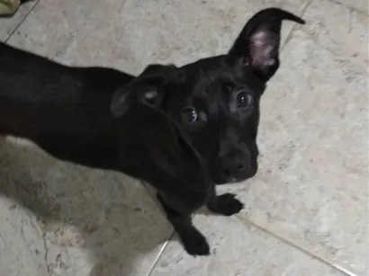 Cachorro raça Labrador idade 2 a 6 meses nome Luna