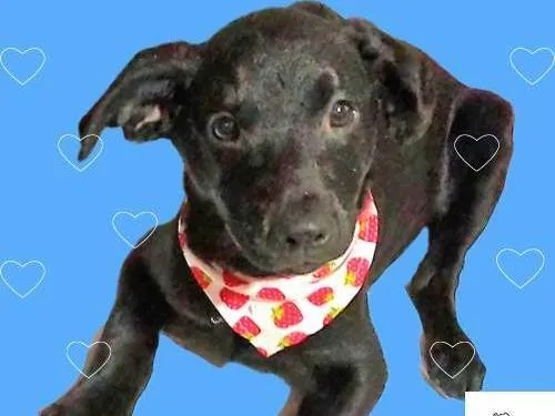 Cachorro ra a SRD-ViraLata idade 2 a 6 meses nome Tob