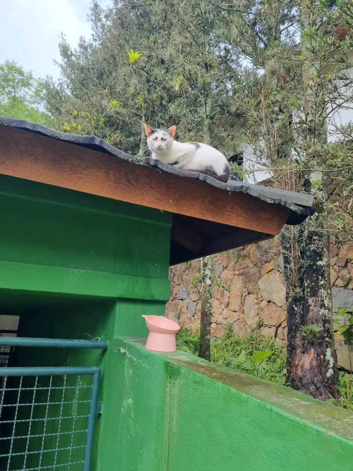 Gato ra a SRD-ViraLata idade 3 anos nome Mishi