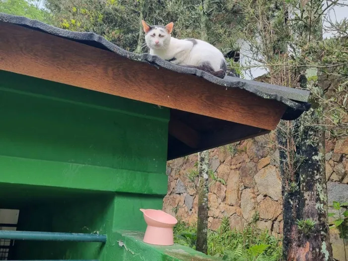 Gato ra a SRD-ViraLata idade 3 anos nome Mishi