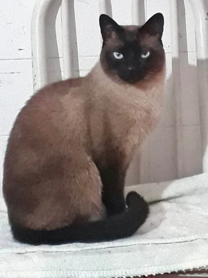 Gato ra a Siamês idade 1 ano nome Nick lindo e um amor 