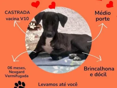 Cachorro raça SRD-ViraLata idade 2 a 6 meses nome Mimosa