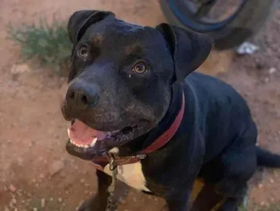 Cachorro raça Pit-Bull idade 1 ano nome Sirius