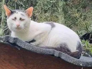 Gato raça SRD-ViraLata idade 3 anos nome Mishi