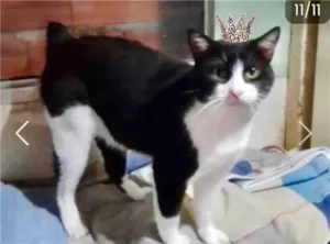 Gato raça SRD-ViraLata idade 7 a 11 meses nome Rabinho lindo gatinho 