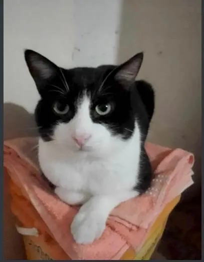 Gato ra a SRD-ViraLata idade 7 a 11 meses nome Rabinho lindo gatinho 