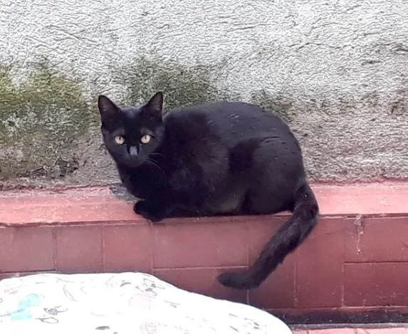 Gato ra a SRD-ViraLata idade 1 ano nome Peta 1aninho Linda 