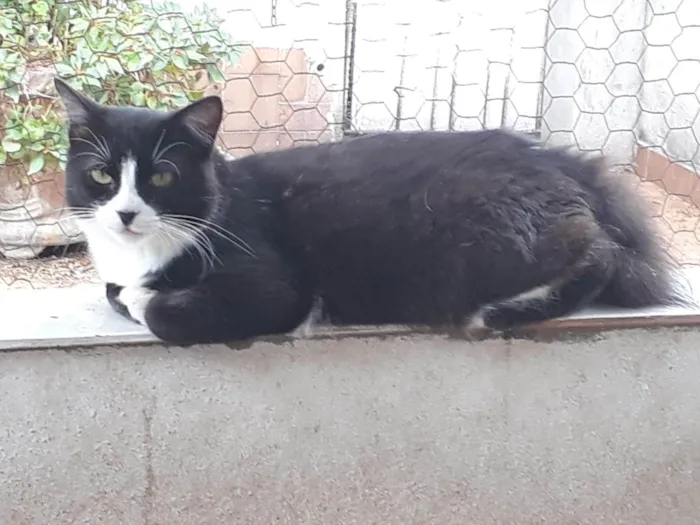 Gato ra a SRD-ViraLata idade 1 ano nome Cotoco peludo lindo 