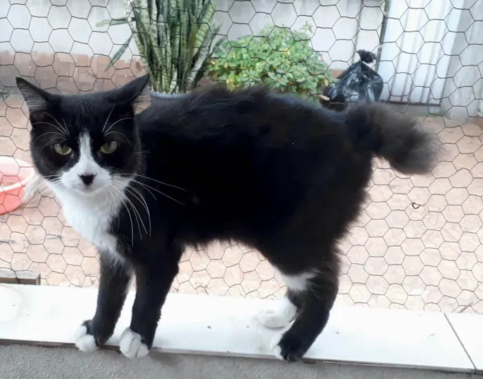 Gato ra a SRD-ViraLata idade 1 ano nome Cotoco peludo lindo 