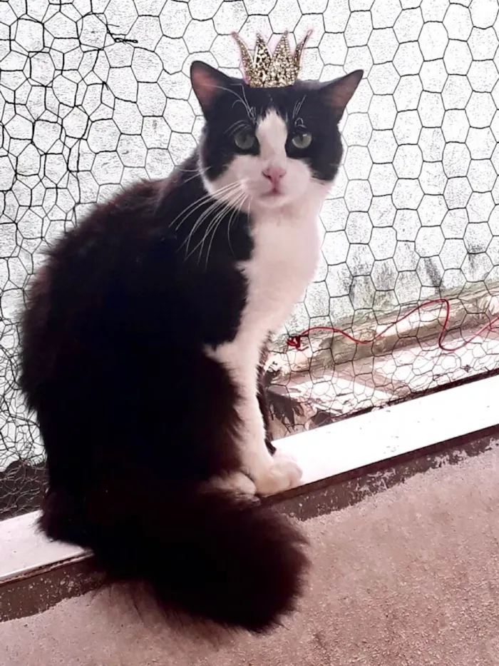 Gato ra a SRD-ViraLata idade 1 ano nome Bolachão lindo pelo longo 