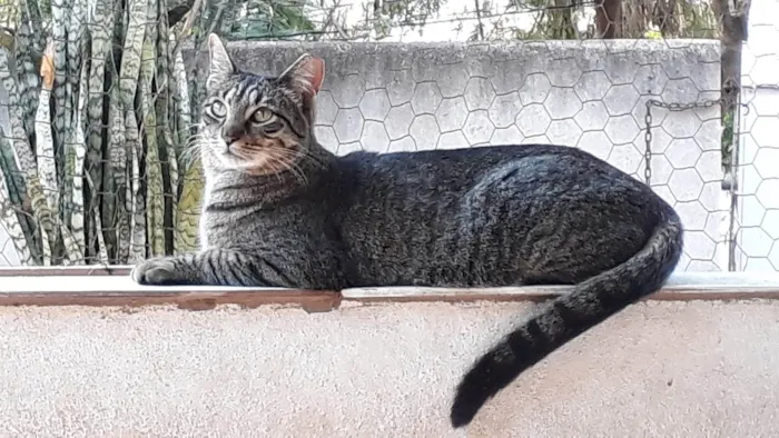 Gato ra a SRD-ViraLata idade 1 ano nome Gucci