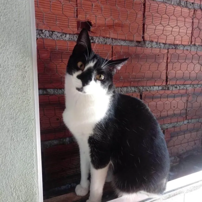 Gato ra a SRD-ViraLata idade 1 ano nome Linguiça linda 