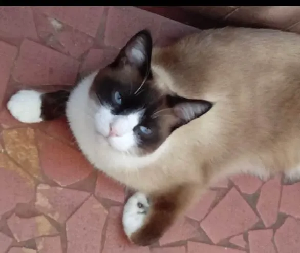 Gato ra a SRD-ViraLata idade 1 ano nome Bolacha lindo 