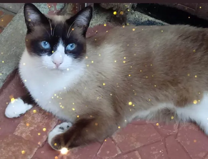 Gato ra a SRD-ViraLata idade 1 ano nome Bolacha lindo 